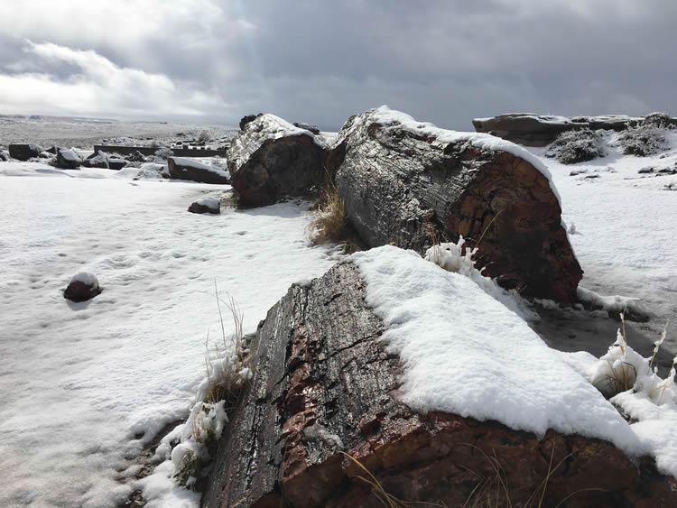 Petrified Forest NP